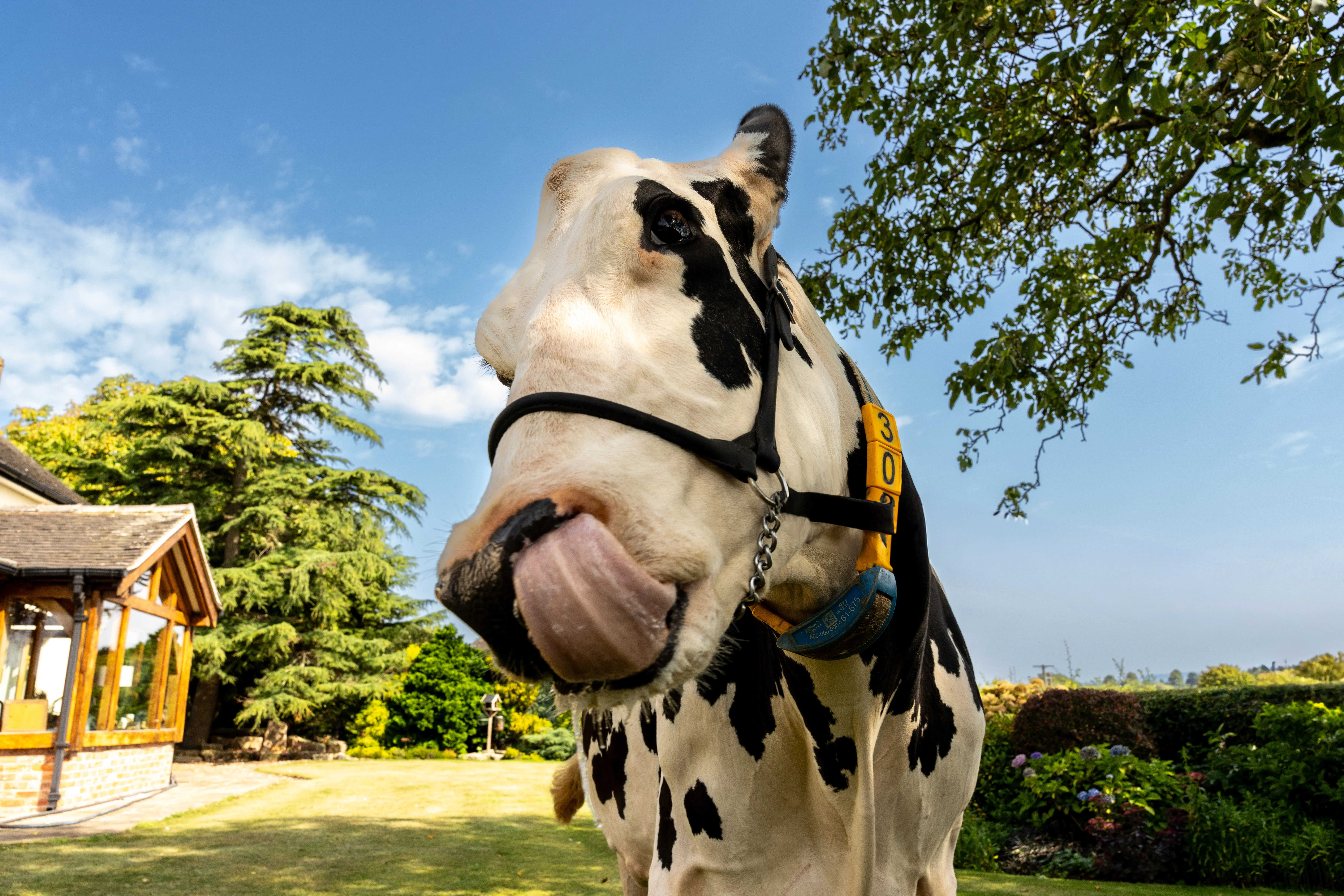 A sutton fresh Cow licking its nose in the field